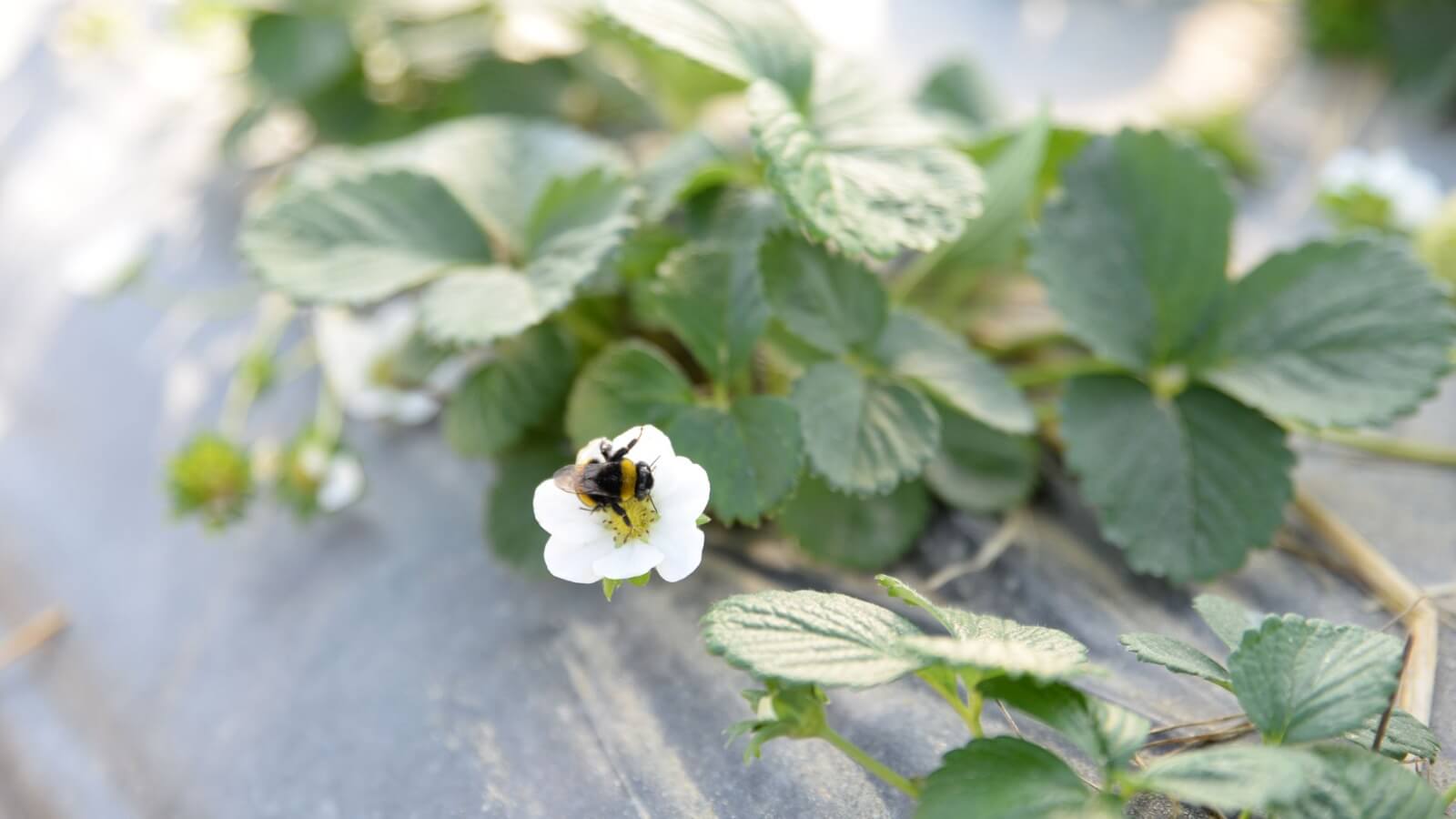 Agricoltura e sostenibilità, AOP Arcadia: “Produrre meglio e pesare meno sull’ecosistema”